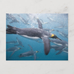 Antarctica, South Georgia-eiland VK Briefkaart