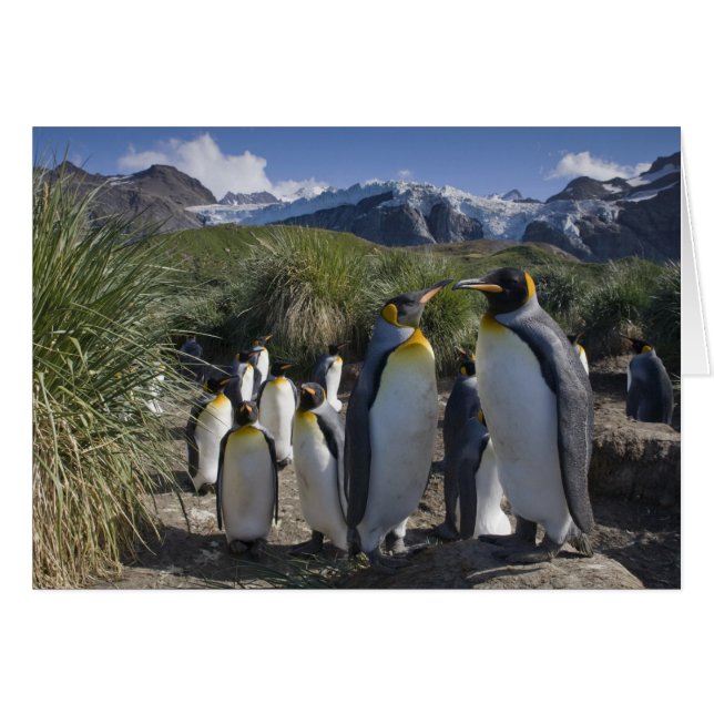 Antarctica, South Georgia-eiland VK), Koning (Voorkant Horizontaal)