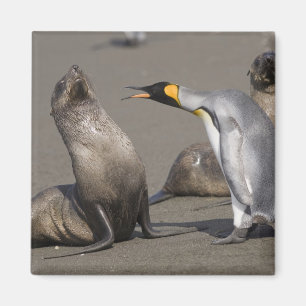Antarctica, South Georgia-eiland (VK), Koning 3 Magneet
