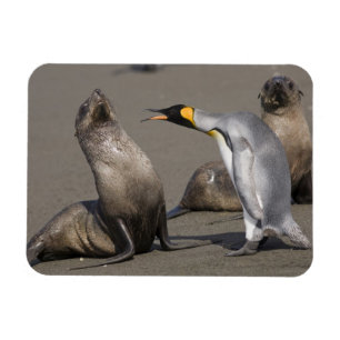 Antarctica, South Georgia-eiland (VK), Koning 3 Magneet