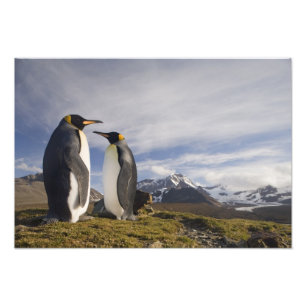 Antarctica, South Georgia-eiland VK), Koning Foto Afdruk