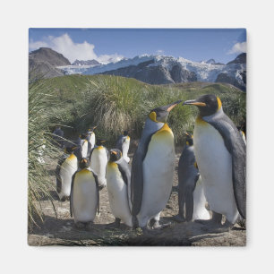 Antarctica, South Georgia-eiland VK), Koning Magneet