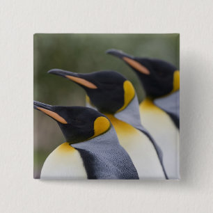 Antarctica, South Georgia-eiland (VK), Koning Vierkante Button 5,1 Cm