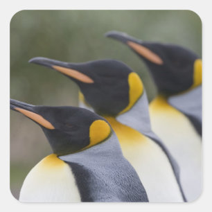 Antarctica, South Georgia-eiland VK), Koning Vierkante Sticker