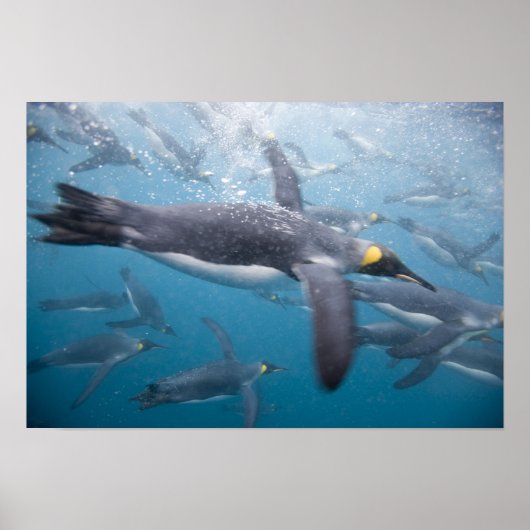 Antarctica, South Georgia-eiland VK Poster (Voorkant)