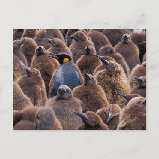 Antarctica, South Georgia Island, King penguins Briefkaart (Voorkant)