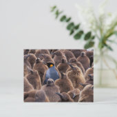 Antarctica, South Georgia Island, King penguins Briefkaart (Staand voorkant)