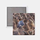 Antarctica, South Georgia Island, King penguins Magneet (Voorkant / Achterkant)