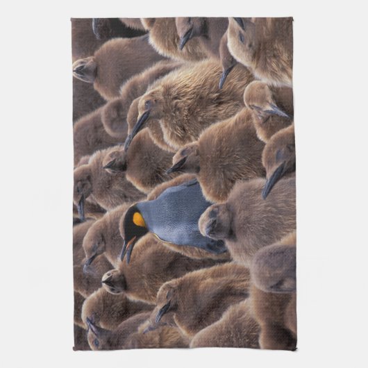 Antarctica, South Georgia Island, King penguins Theedoek (Verticaal)