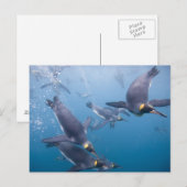 Antarctica, South Georgia Island (UK), 2 Briefkaart (Voorkant / Achterkant)