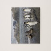 Antarctica, South Georgia Island (UK), Antarctic 2 Legpuzzel (Verticaal)