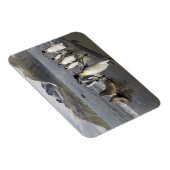 Antarctica, South Georgia Island (UK), Antarctic 2 Magneet (Rechterzijde)