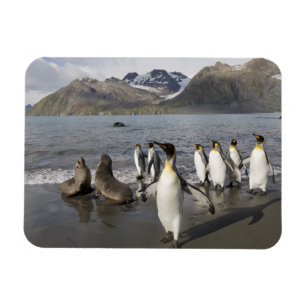 Antarctica, South Georgia Island (UK), Antarctic 2 Magneet