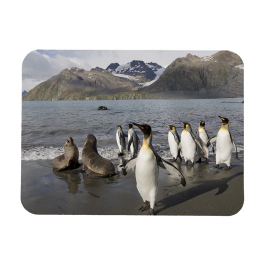 Antarctica, South Georgia Island (UK), Antarctic 2 Magneet (Horizontaal)