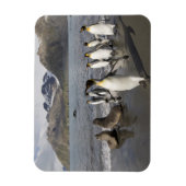 Antarctica, South Georgia Island (UK), Antarctic 2 Magneet (Verticaal)