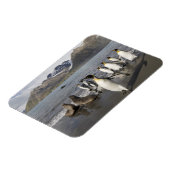 Antarctica, South Georgia Island (UK), Antarctic 2 Magneet (Linkerzijde)