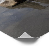 Antarctica, South Georgia Island (UK), Antarctic 2 Poster (Hoek)