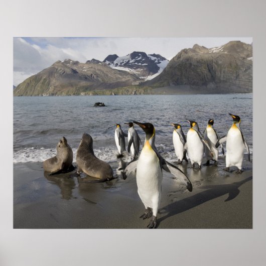 Antarctica, South Georgia Island (UK), Antarctic 2 Poster (Voorkant)