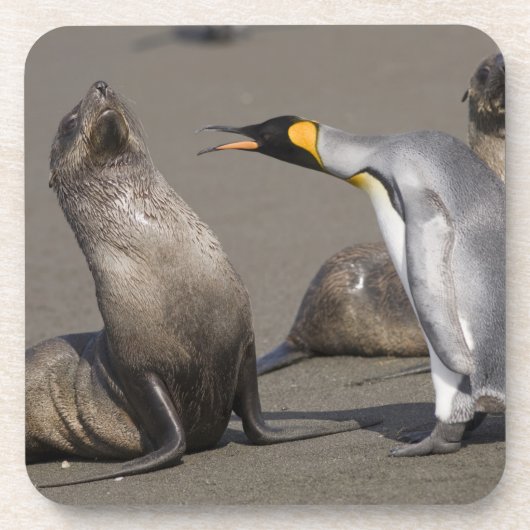 Antarctica, South Georgia Island (UK), koning 3 Bier Onderzetter (Voorkant)