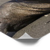 Antarctica, South Georgia Island (UK), koning 3 Poster (Hoek)