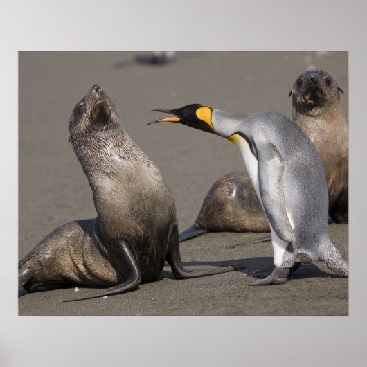 Antarctica, South Georgia Island (UK), koning 3 Poster (Voorkant)