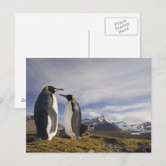Antarctica, South Georgia Island (UK), koning Briefkaart (Voorkant / Achterkant)
