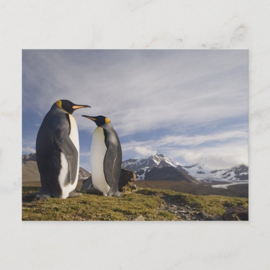 Antarctica, South Georgia Island (UK), koning Briefkaart (Voorkant)