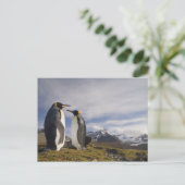 Antarctica, South Georgia Island (UK), koning Briefkaart (Staand voorkant)