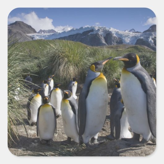 Antarctica, South Georgia Island (UK), koning Vierkante Sticker (Voorkant)