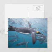 Antarctica, South Georgia Island Verenigd Koninkri Briefkaart (Voorkant / Achterkant)