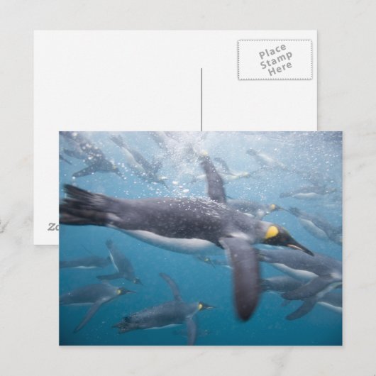 Antarctica, South Georgia Island Verenigd Koninkri Briefkaart (Voorkant / Achterkant)