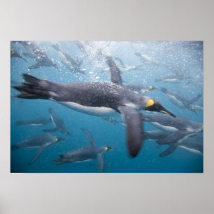 Antarctica, South Georgia Island Verenigd Koninkri Poster