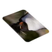 Antarctica, Sub-Antarctische eilanden, Zuid-5 Magneet (Rechterzijde)