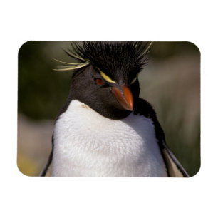 Antarctica, Sub-Antarctische eilanden, Zuid-5 Magneet