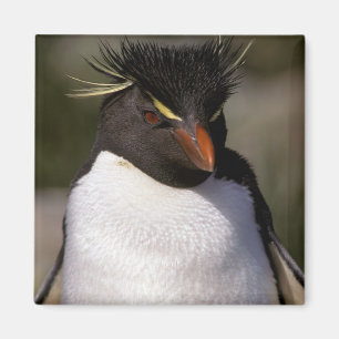 Antarctica, Sub-Antarctische eilanden, Zuid-5 Magneet