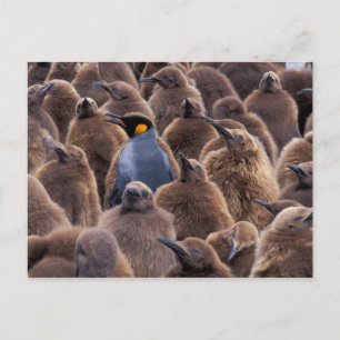 Antarctica, Zuid-Georgia eiland, Koningspinguïns Briefkaart