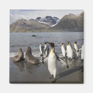 Antarctica, Zuid-Georgia (GB), Antarctisch 2 Magneet