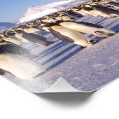 Antarctica, zwerm pinguïns foto afdruk (Hoek)