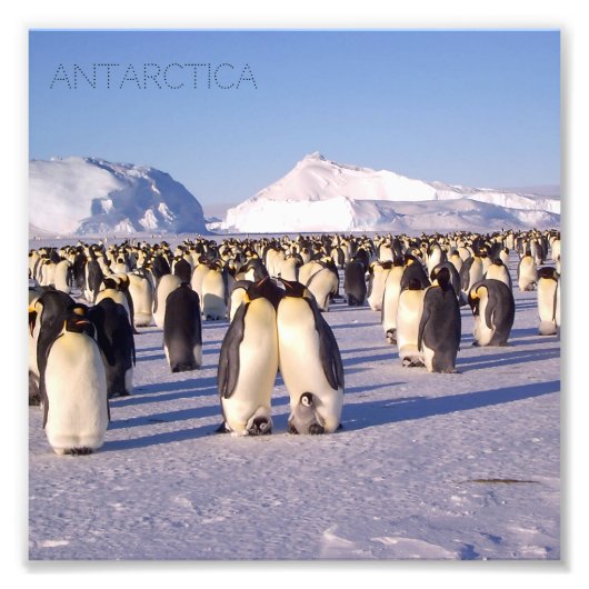 Antarctica, zwerm pinguïns foto afdruk (Voorkant)