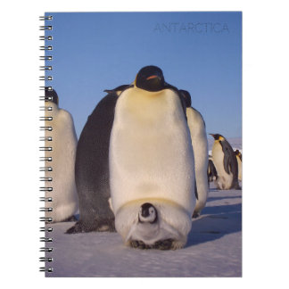 Antarctica, zwerm pinguïns foto notitieboek