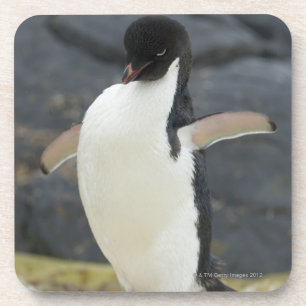 Antarctisch Bier Onderzetter