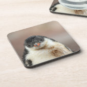 Antarctisch Bier Onderzetter (Linkerzijde)