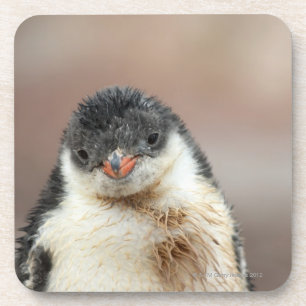 Antarctisch Bier Onderzetter