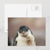 Antarctisch Briefkaart (Voorkant / Achterkant)