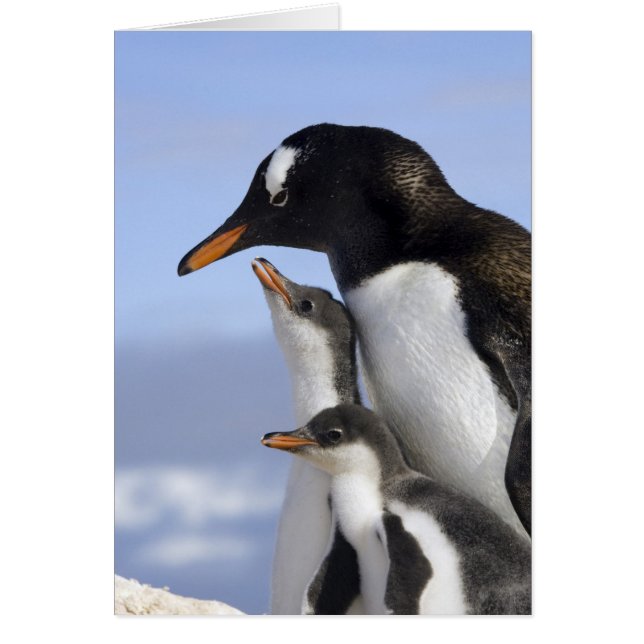 Antarctisch Schiereiland, Neko Harbour, Gentoo (Voorkant)