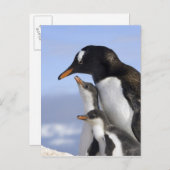 Antarctisch schiereiland, Neko Harbour, Gentoo Briefkaart (Voorkant / Achterkant)