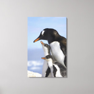 Antarctisch schiereiland, Neko Harbour, Gentoo Canvas Afdruk