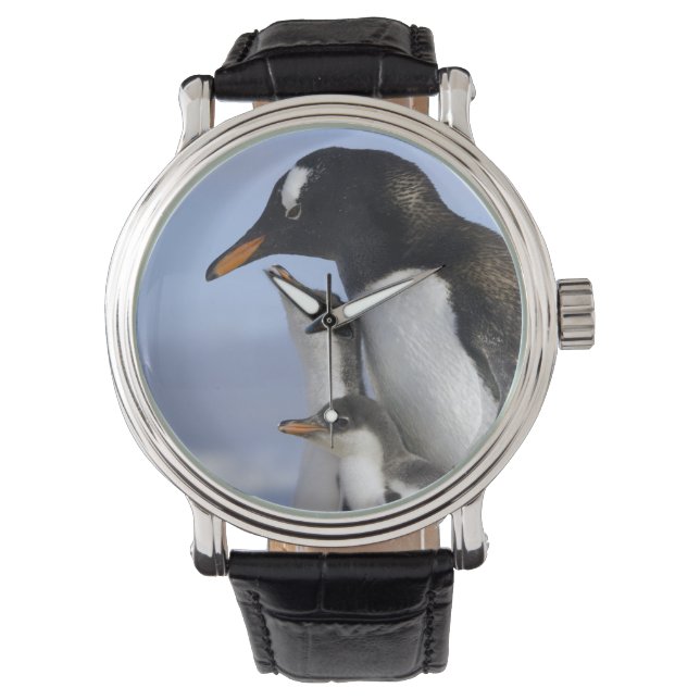 Antarctisch Schiereiland, Neko Harbour, Gentoo Horloge (Voorkant)