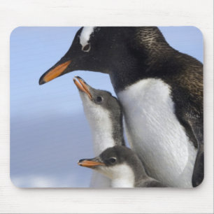 Antarctisch Schiereiland, Neko Harbour, Gentoo Muismat