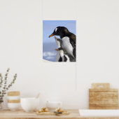 Antarctisch schiereiland, Neko Harbour, Gentoo Poster (Keuken)